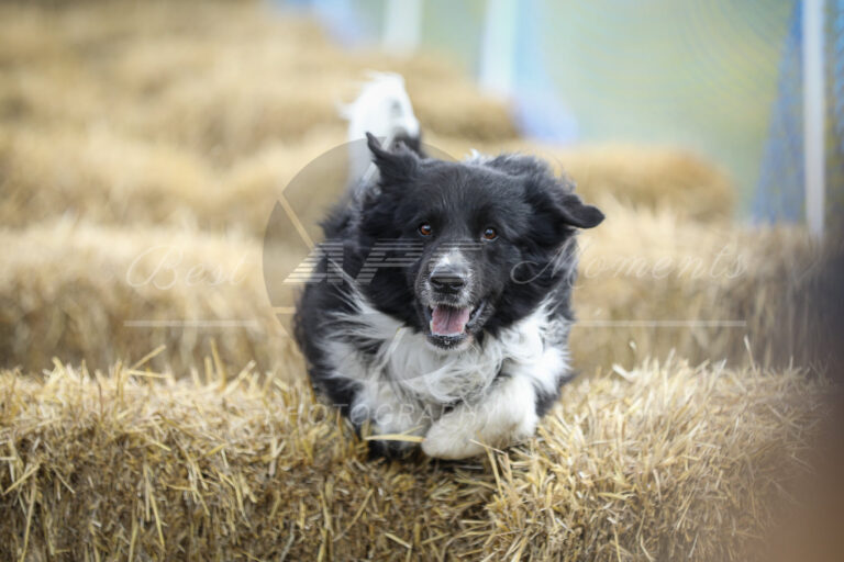 117987987 3830487046977843 5079108038070645893 o