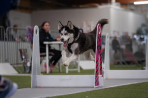 dsc2717 bearbeitet 2