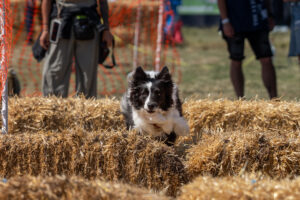 2026 dsc8849 bearbeitet